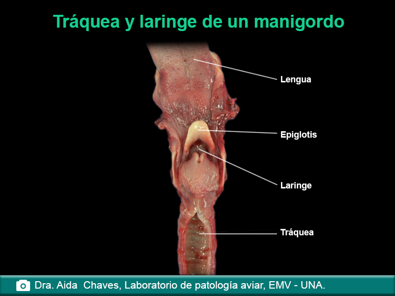 Tráquea y laringe de un manigordo